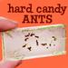 Ant Candy -- Made With Real ants